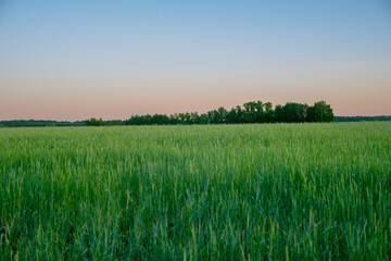 Green field at sunset. A farmer's field with ripening green wheat. Pink sunset.