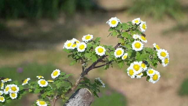 Flowers and bee in the botanical garden