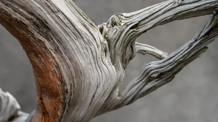 Tuinposter Nature Abstract – Naturally Weathered Wood of a Mature Bonsai Tree © rck
