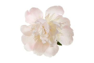 Fototapeta na wymiar Gently pink peony flower isolated on a white background.