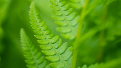 Nature Abstract: The Delicate Textured Leaves of the Beautiful Cinnamon Fern