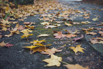 Fallen leaves on the floor
