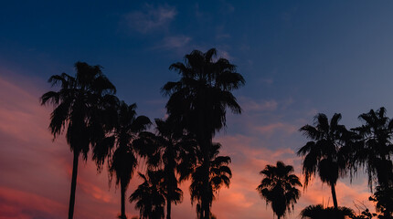 coconut palm tree with sky at sunset