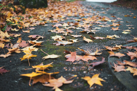 Fallen leaves on the floor