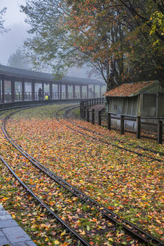 Fallen leaves on the floor