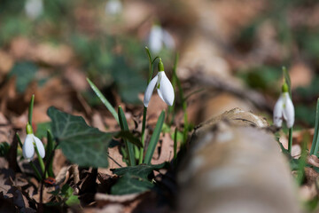Close up of snowdrop flowers blooming in sunny spring day - selective focus, copy space