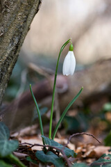 Close up of snowdrop flowers blooming in sunny spring day - selective focus, copy space