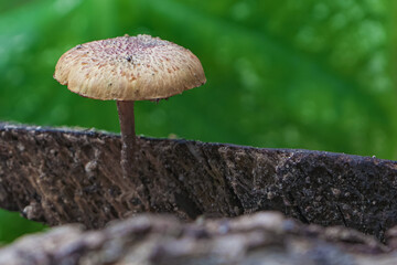 Single mushroom in the forest