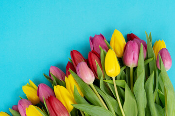 Pink, yeelow and violet tulips flowers