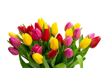 Naklejka premium Pink, yeelow and violet tulips flowers