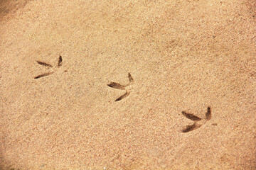 footprints in sand