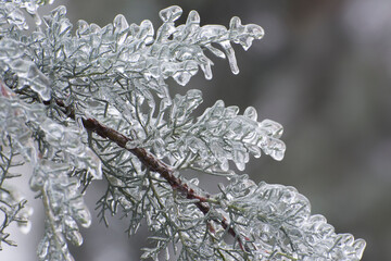 Ice-covered branches of thuja with icicles, close up. Icing spruce trees on a winter day after...