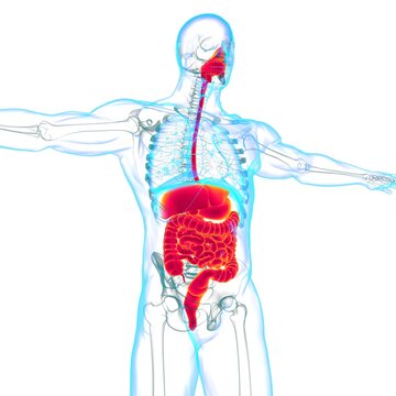 Human Digestive System Anatomy For Medical Concept 3D
