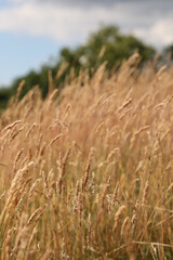 field of wheat