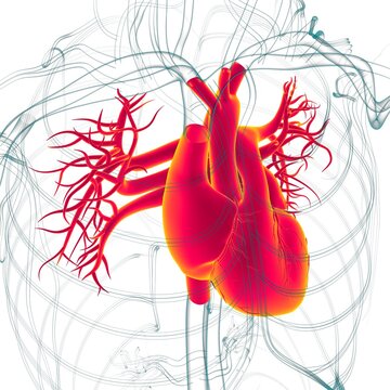Human Heart Anatomy For Medical Concept 3D Rendering