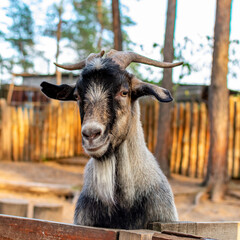 Goat face close-up. A funny goat looks out from behind a wooden fence. The head of a brown goat is...