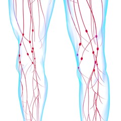 Human Lymph Nodes Anatomy For Medical Concept 3D Rendering