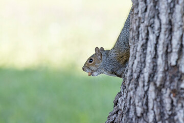 A Grey Squirrel In North Italy