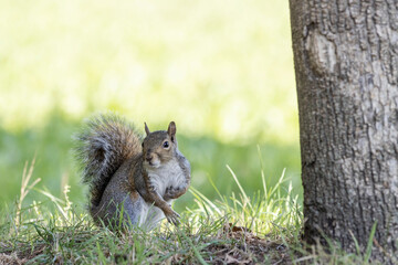 A Grey Squirrel In North Italy