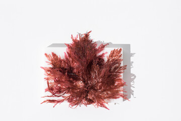 Agar Gelidium de algas rojas. Kanten sobre una piedra blanca. Fondo claro. Vista superior © R. Guas