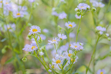 White annual fleabane blossoms (Erigeron annuus).