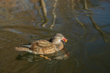 A female mandarin duck (Aix galericulata) swims in the water and picks food.