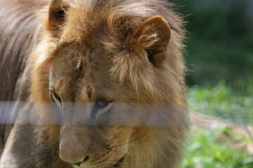 O leão é uma espécie de mamífero carnívoro do gênero Panthera e da família Felidae. A espécie é atualmente encontrada na África. © Luis Lima Jr