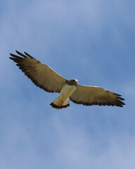 osprey in flight