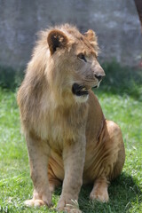 O leão é uma espécie de mamífero carnívoro do gênero Panthera e da família Felidae. A espécie é atualmente encontrada na África.