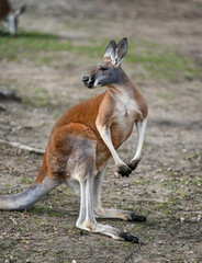 Red Kangaroo standing.