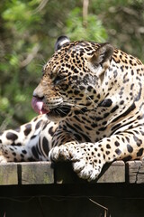 A onça-pintada ou jaguar, também conhecida como onça-preta, é uma espécie de mamífero carnívoro da família dos felídeos encontrada nas Américas. 