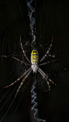 Tiger Spider