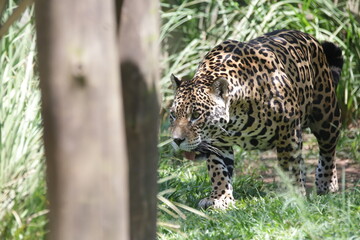A onça-pintada ou jaguar, também conhecida como onça-preta, é uma espécie de mamífero carnívoro da família dos felídeos encontrada nas Américas.  © Luis Lima Jr