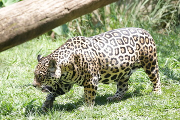 A onça-pintada ou jaguar, também conhecida como onça-preta, é uma espécie de mamífero carnívoro da família dos felídeos encontrada nas Américas.  © Luis Lima Jr