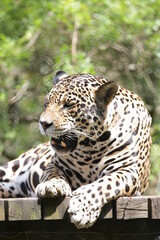 A onça-pintada ou jaguar, também conhecida como onça-preta, é uma espécie de mamífero carnívoro da família dos felídeos encontrada nas Américas. 