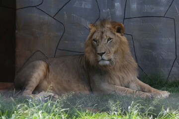 O leão é uma espécie de mamífero carnívoro do gênero Panthera e da família Felidae. A espécie é atualmente encontrada na África. © Luis Lima Jr