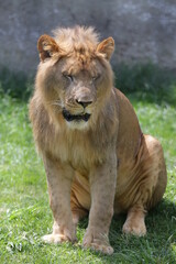O le&atilde;o &eacute; uma esp&eacute;cie de mam&iacute;fero carn&iacute;voro do g&ecirc;nero Panthera e da fam&iacute;lia Felidae. A esp&eacute;cie &eacute; atualmente encontrada na &Aacute;frica.
