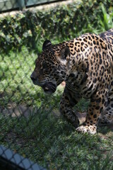 A onça-pintada ou jaguar, também conhecida como onça-preta, é uma espécie de mamífero carnívoro da família dos felídeos encontrada nas Américas. 