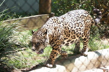 A onça-pintada ou jaguar, também conhecida como onça-preta, é uma espécie de mamífero carnívoro da família dos felídeos encontrada nas Américas.  © Luis Lima Jr