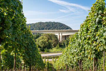 View between grape vines on a modern concrete bridge with blue sky in the background