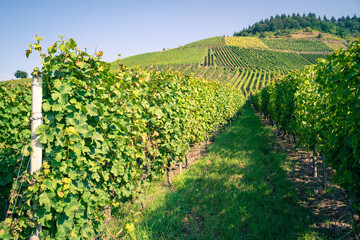 Fototapeta na wymiar Grapevines in the vineyards with blue sky in summer