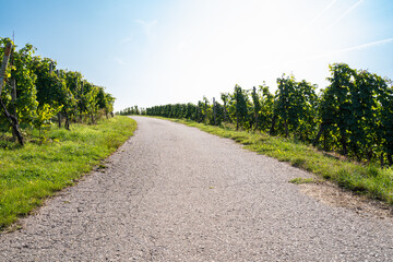 Fototapeta na wymiar Asphalted path way in the vineyards with grapevines on the sides and a beautiful blue sunny sky 