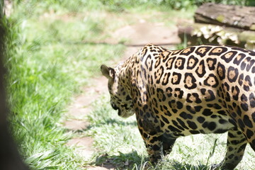 A onça-pintada ou jaguar, também conhecida como onça-preta, é uma espécie de mamífero carnívoro da família dos felídeos encontrada nas Américas.  © Luis Lima Jr