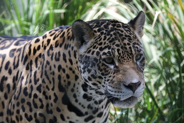 Fototapeta na wymiar A onça-pintada ou jaguar, também conhecida como onça-preta, é uma espécie de mamífero carnívoro da família dos felídeos encontrada nas Américas. 