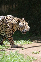 A onça-pintada ou jaguar, também conhecida como onça-preta, é uma espécie de mamífero carnívoro da família dos felídeos encontrada nas Américas. 
