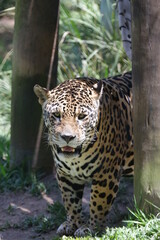 A onça-pintada ou jaguar, também conhecida como onça-preta, é uma espécie de mamífero...
