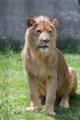 O leão é uma espécie de mamífero carnívoro do gênero Panthera e da família Felidae. A espécie é atualmente encontrada na África.