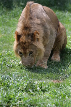 O leão é uma espécie de mamífero carnívoro do gênero Panthera e da família Felidae. A espécie é atualmente encontrada na África.