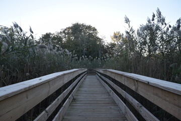 Wooden Bridge 2