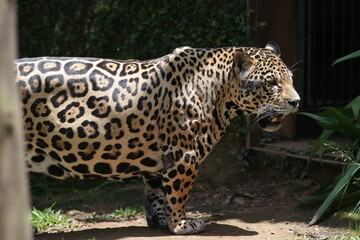A onça-pintada ou jaguar, também conhecida como onça-preta, é uma espécie de mamífero carnívoro da família dos felídeos encontrada nas Américas.  © Luis Lima Jr